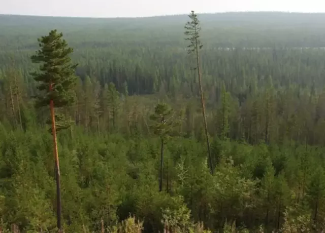 1648944930_24-vsegda-pomnim-com-p-taiga-yakutii-foto-24_234